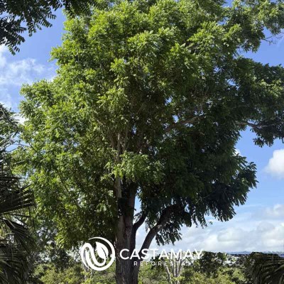 cedro_rojo_adulto
