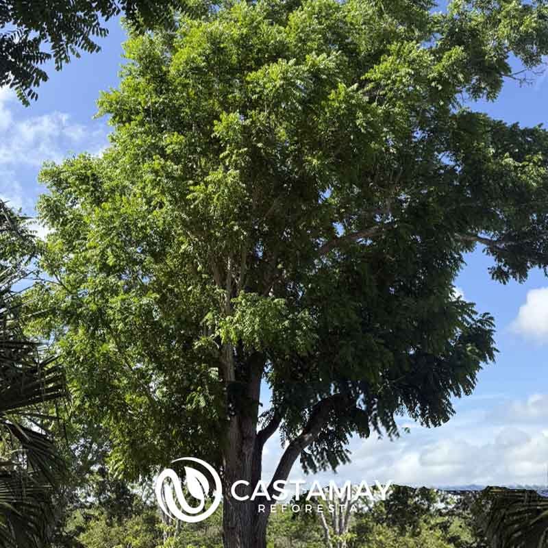 cedro_rojo_adulto