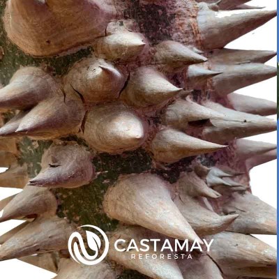 ceiba