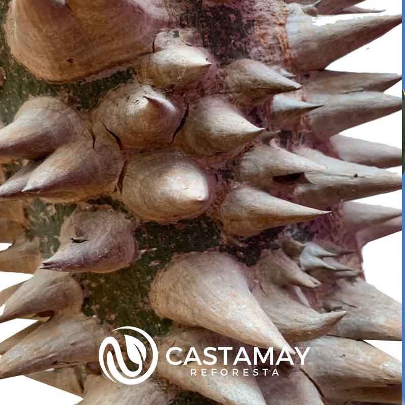 ceiba