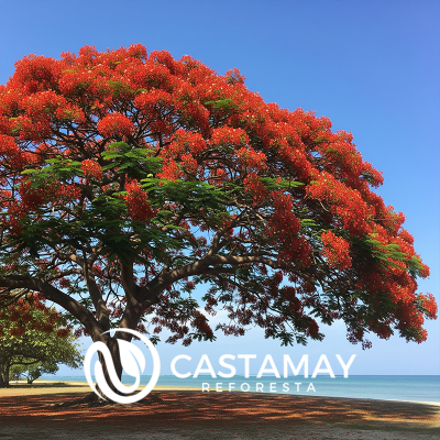 flamboyanaii