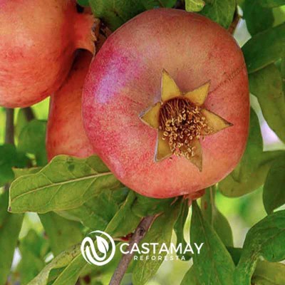 fruta-granada