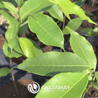 hoja_de_ramon