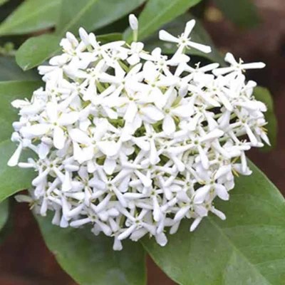 ixora-blanca