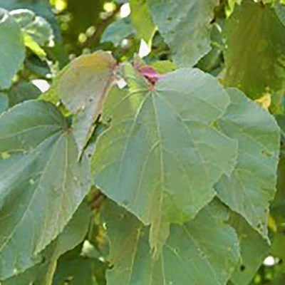 majagua2