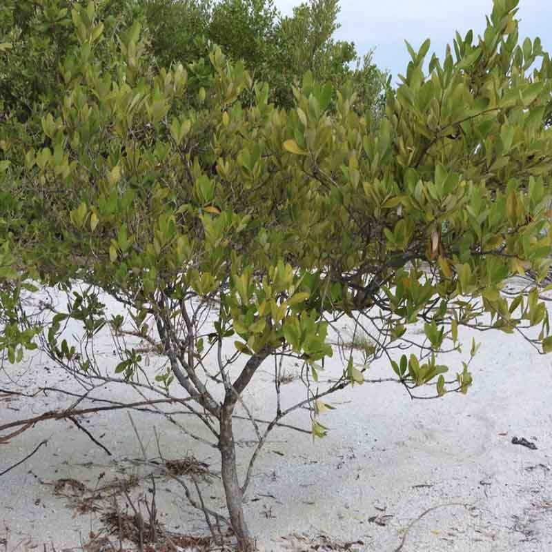 manglebotoncillos