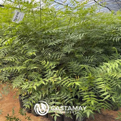 neem_vivero