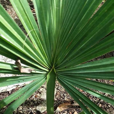 palmaguano2