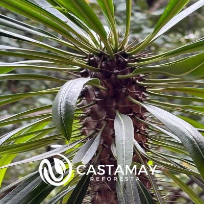 palmamadagascar