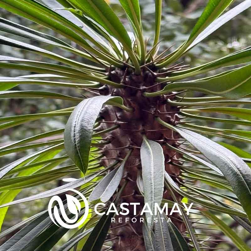 palmamadagascar