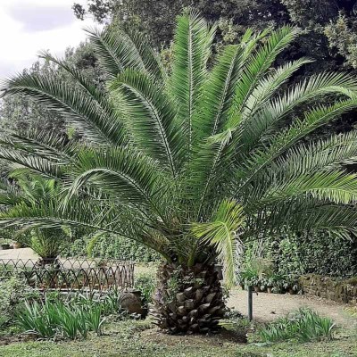 palmaphoenix2