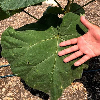 paulownia1