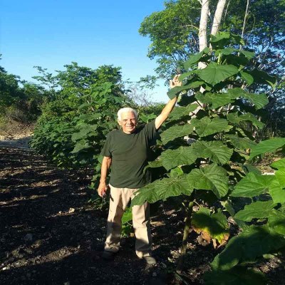 paulownia2