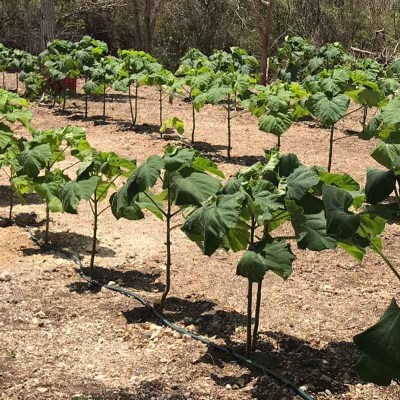 paulownia3