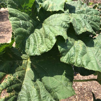 paulownia4