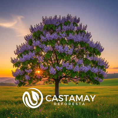 paulownia
