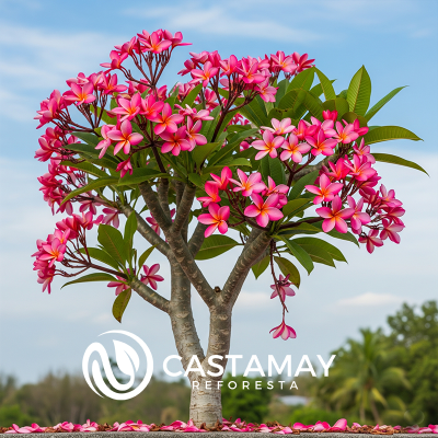 plumeriafuscia