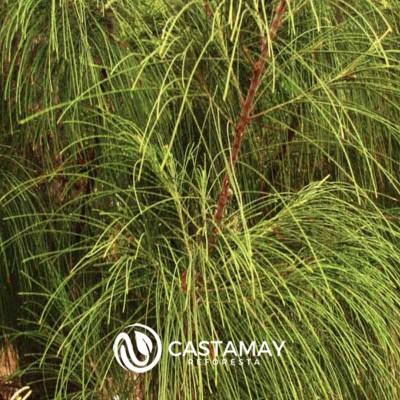 semilla-casuarina2