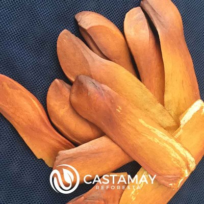 semilla-de-caoba