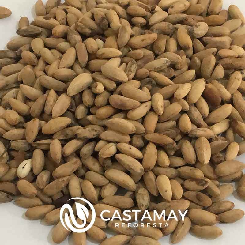 semilla-de-neem