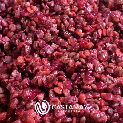 semilla_tuna_roja