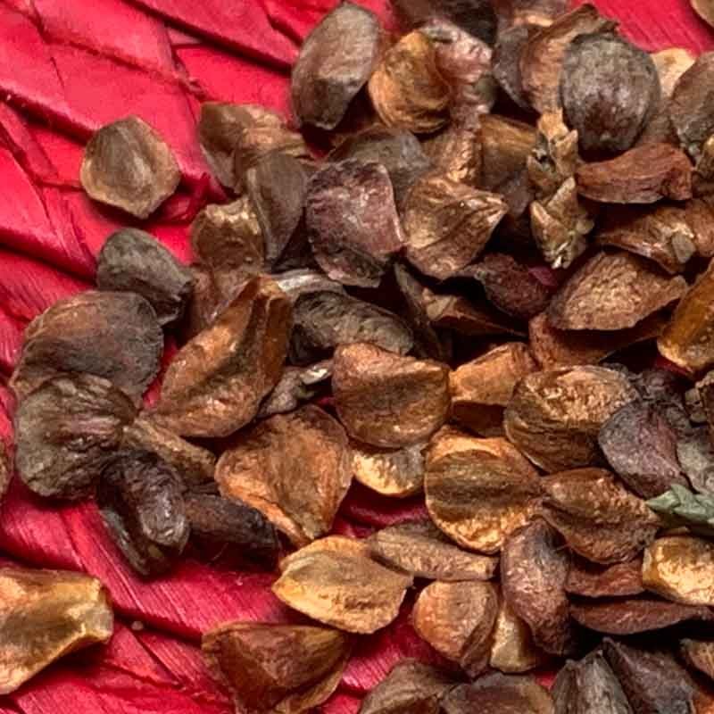 semillacedro33