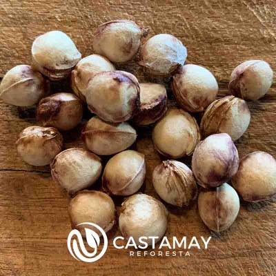 semillacereza