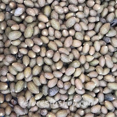 semillas-cedro-Cedrela-odorata-A_1024x1024@2x