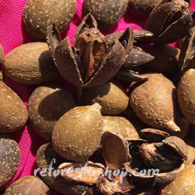 semillas-cedro-Cedrela-odorata-B_1024x1024@2x