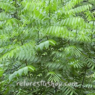 semillas-cedro-Cedrela-odorata-E_1024x1024@2x