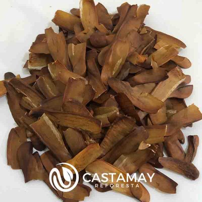 semillas-de-caoba