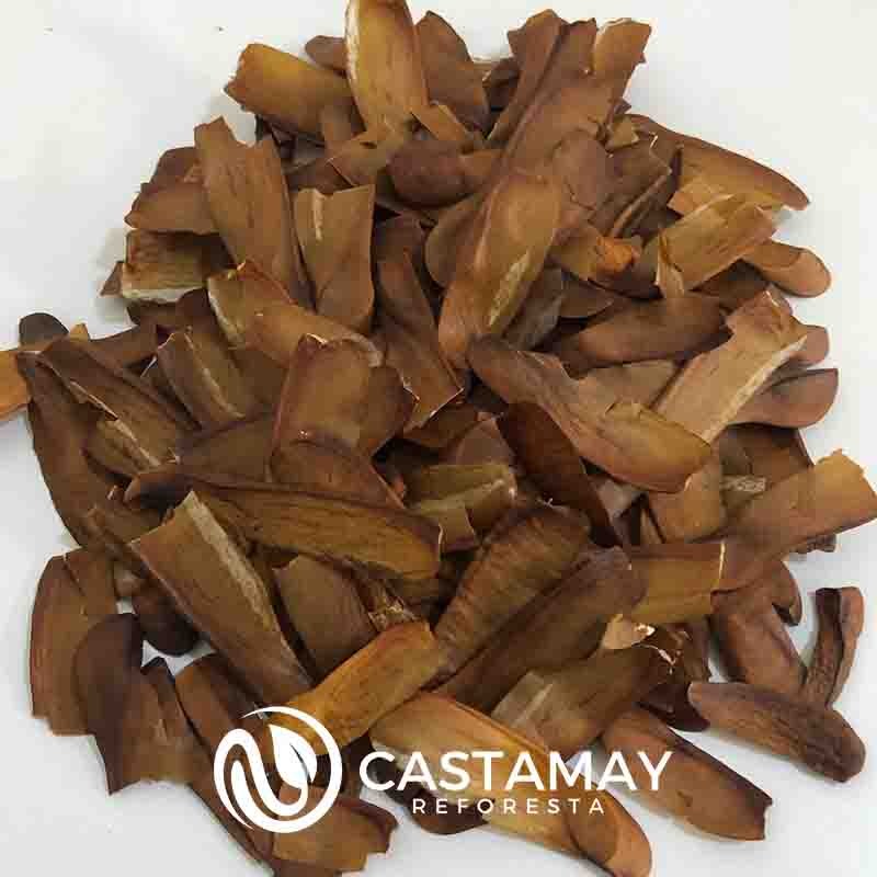semillas-de-caoba