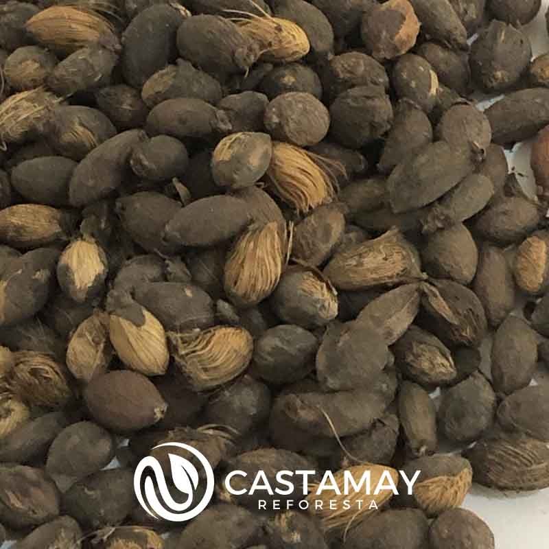 semillasarecas