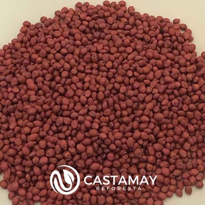 semillasdesorgo