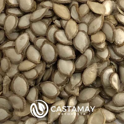 semsquash