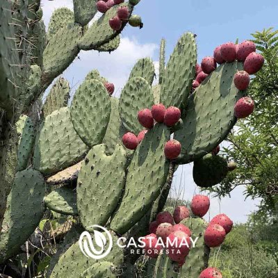 tuna-roja-nopal