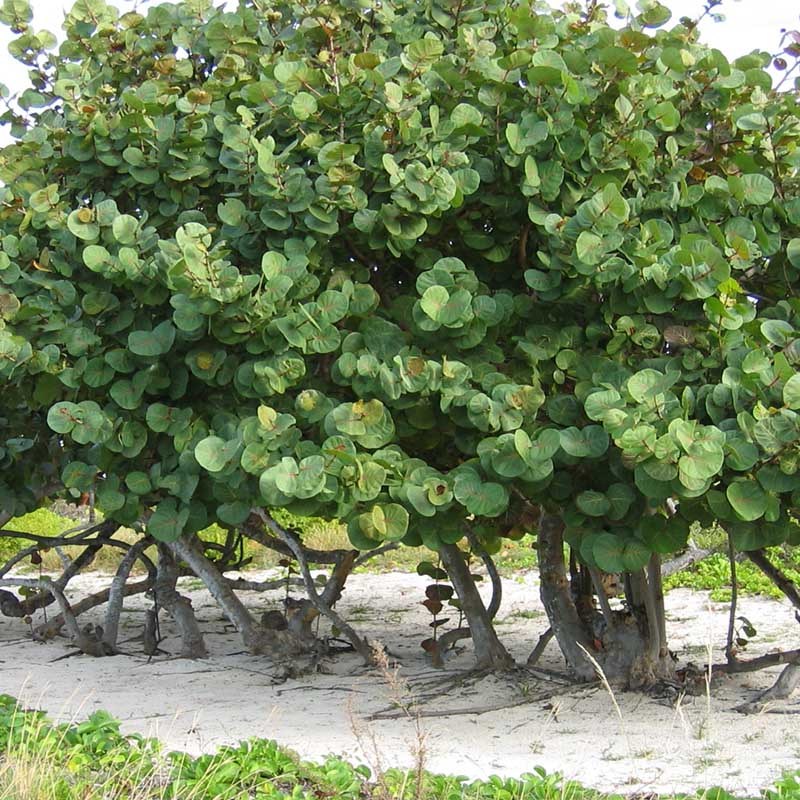  Uva de Mar